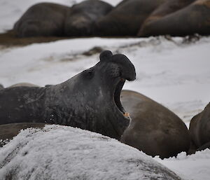 Side on photo of an elephant seal bellowing