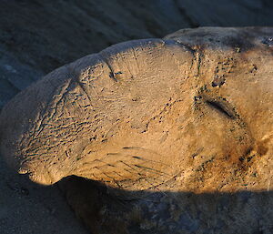Close up of an elephant seal face