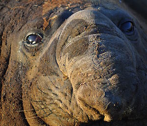 The scarred face of an old elephant seal.