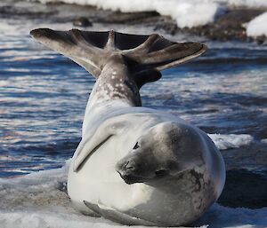 A crabeater seal stretching out its hind flippers at Mawson station