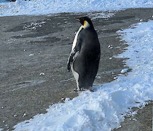 An emperor penguin near the wharf at Mawson patiently waiting to finish moulting