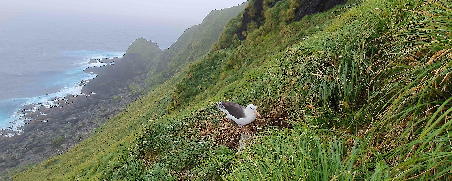 A black and white bird on a steep tussocky hillside with rough sea in the background