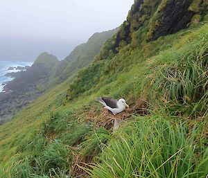 A black and white bird on a steep tussocky hillside with rough sea in the background