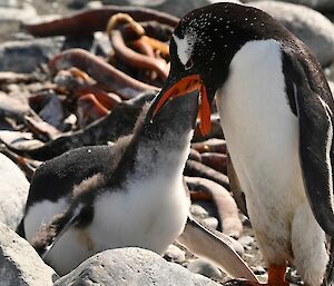 Large penguin opening its mouth for a baby penguin to eat the fish inside.