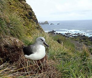 Beautiful grey bird sits on a grassy tussock on a hill with rough sea i the background