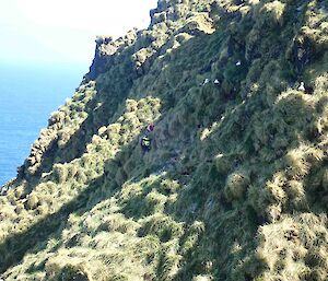 A steep tussocky hillside with birds barely visible