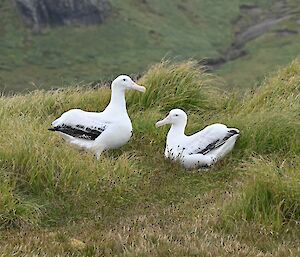 Two large white birds on a grassy slope