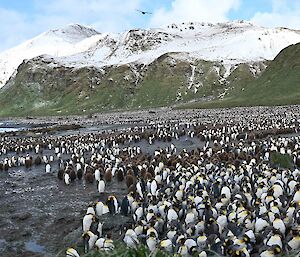 Heaps of penguins on a black sand beach with snow topped hills in the background