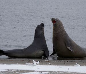 Elephant seals at Davis