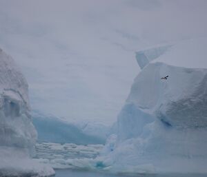 Iceberg en route to Davis