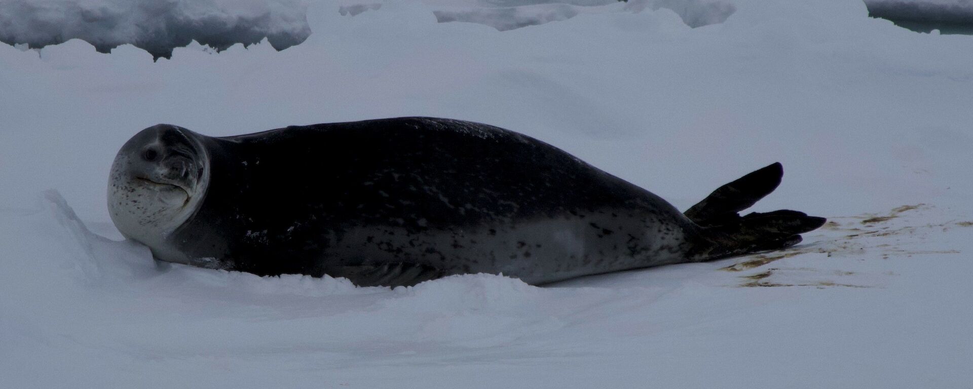 Leopard Seal