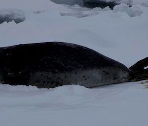 Leopard Seal