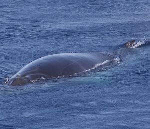 Minke Whale