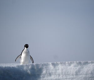 An Adelie penguin