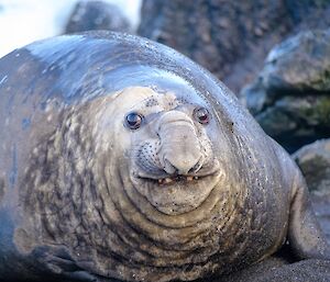 A big round elephant seal looks at the camera