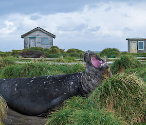 A massive elephant seal opens its mouth to bellow, with two buildings in the background.