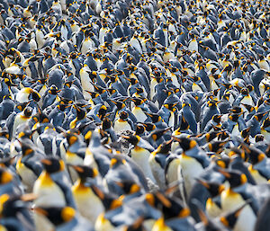 A huge crowd of king penguins with bright yellow chests.