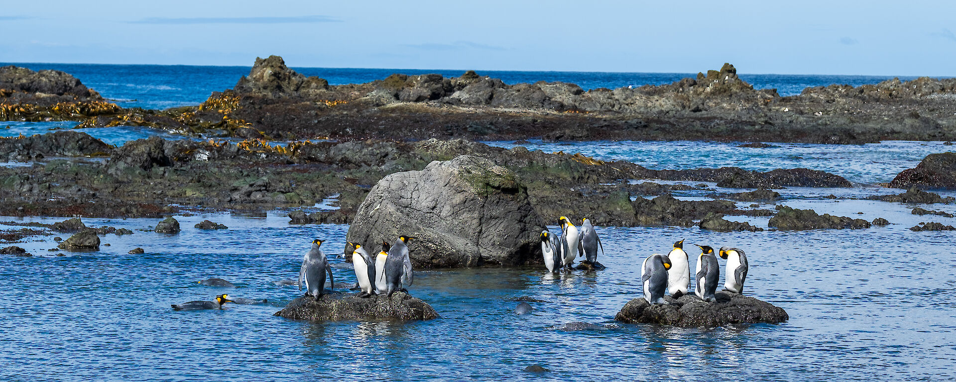 Five king penguins stand on a rock in the bay