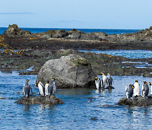 Five king penguins stand on a rock in the bay