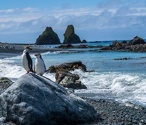 two penguins stand on a rock, with a rocky beach and blue sea behind them