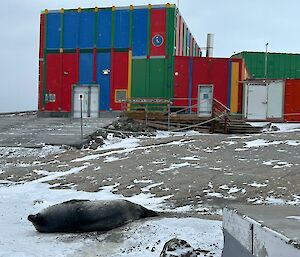 A Weddell seal lying outside the multi-coloured carpentry workshop known as Rosella at Mawson
