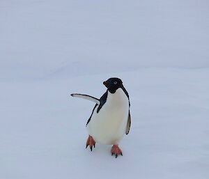 Penguin with its wing out