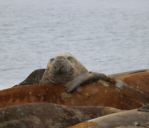 Elephant Seal