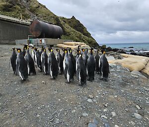 A group of King penguins on a beach. They are black and white with yellow/orange on their necks