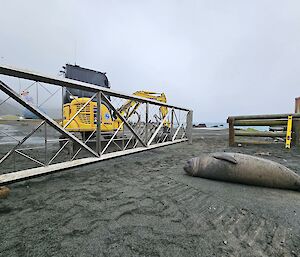 A young Elephant seal lays in front of a gate. There is an excavator behind it