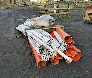 An Elephant seal lays on top of pipes for construction