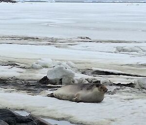 An elephant seal reclining on the ice