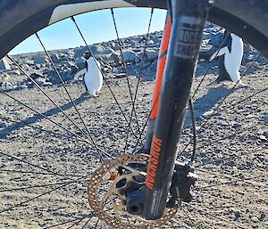 Penguins photographed through the front wheel of my bike