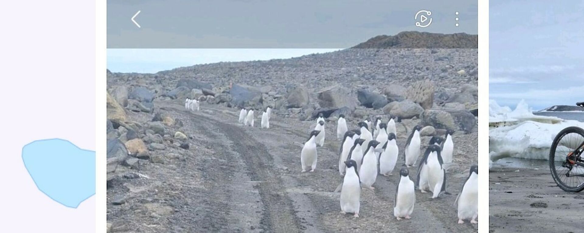Penguins blocking the way