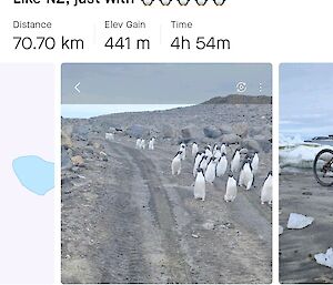 Penguins blocking the way