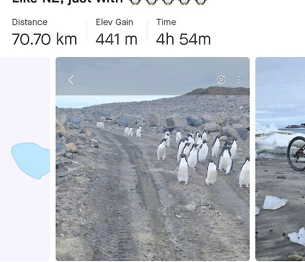 Penguins blocking the way