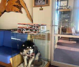 The taxidermy husky displayed upstairs in the Red Shed at Mawson