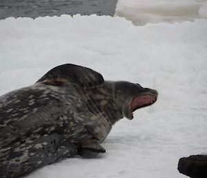 A big spotted Weddell seal yawning on the shoreline at Mawson station recently