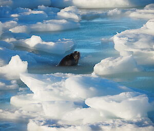 A Weddell seal in icy seas near Mawson station recently