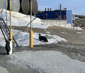 Two emperor penguins investigating station after they have finished moutling