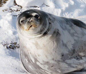 A Weddell seal looks up at the photographer on the shoreline at Mawson station recently