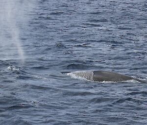 A small drone hovers near a surfacing blue whale.