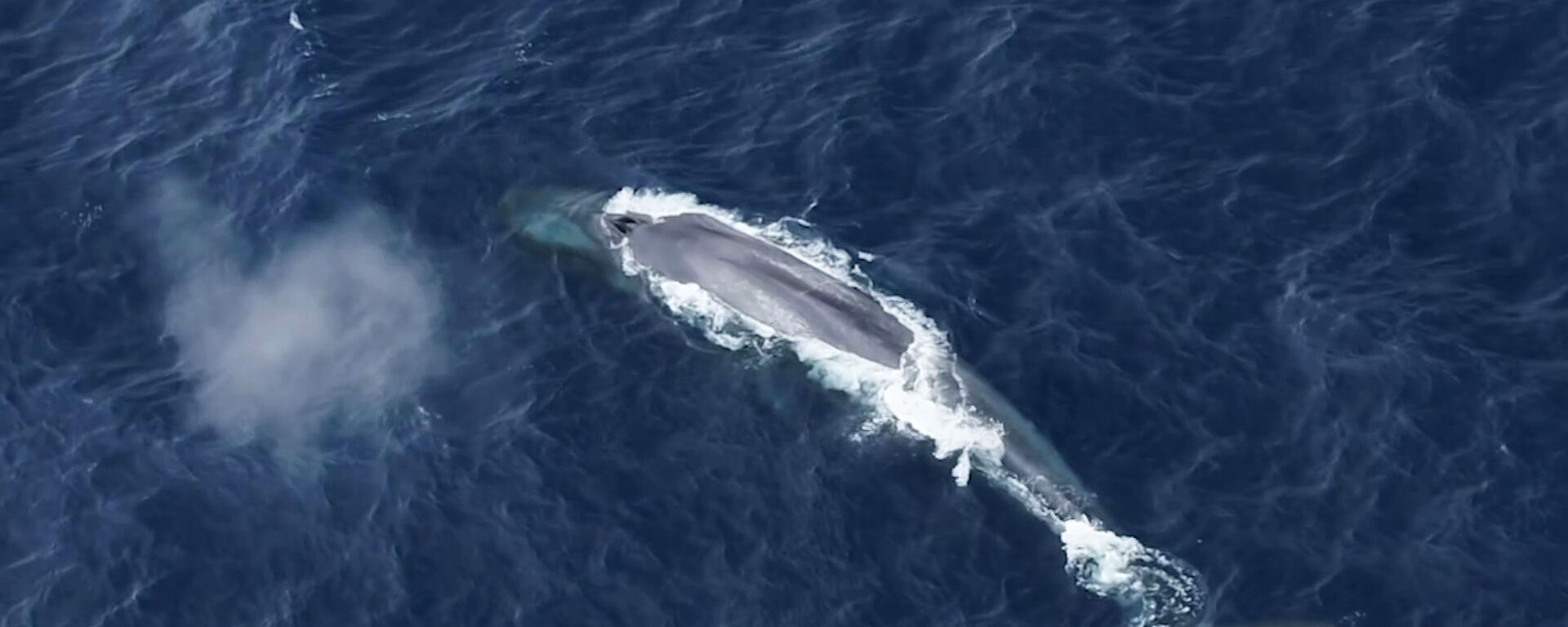 Aerial view of an Antarctic blue whale with a puff of aerated water rising like a cloud from its blow hole.