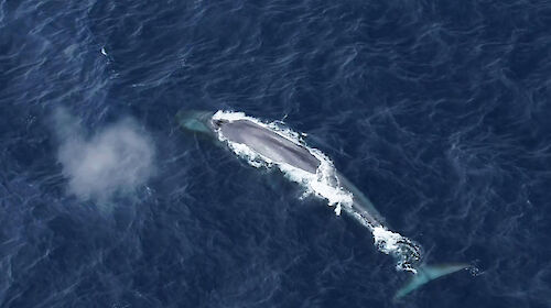 Aerial view of an Antarctic blue whale with a puff of aerated water rising like a cloud from its blow hole.