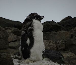 A moulting penguin standing on a rock