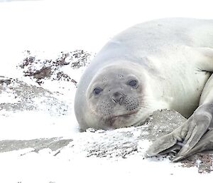 A seal lying on a rock