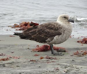 A brown and white large bird stands on a grey sandy shore