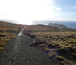 An image of the landscape on Macquarie Island. There is a path and there is one other person in yellow protective clothing walking. The foliage either side of the path is green and spongy. The sun is shining and the sky is blue. The ocean is a deep blue in the background.
