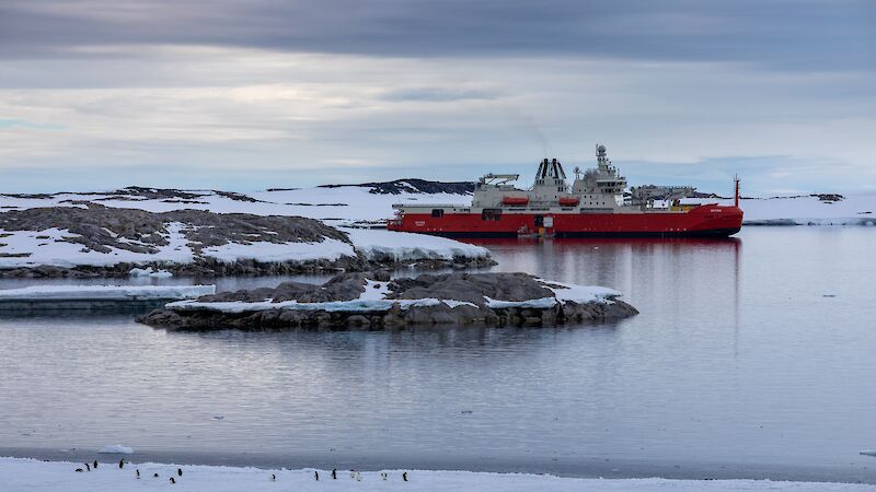 A red and white ship moored beside snow-covered rocks, with some small penguins on sea ice in the foreground.