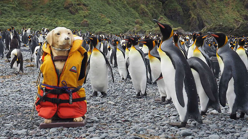 A fibreglass collection dog sits on a rocky beach surrounded by penguins.