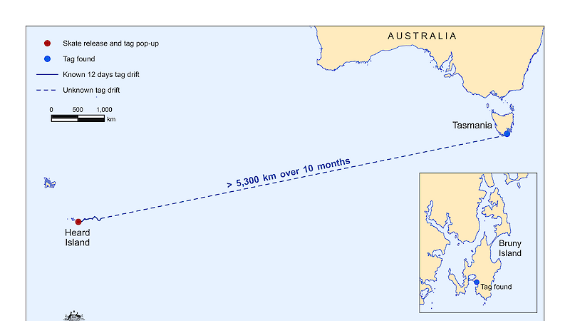 This map shows the location of a satellite tag when it detatched from a skate at Heard Island, more than 5300 kilometres from where it was found on a beach on Bruny Island off Tasmania. The map shows the drift of the satellite tag between Heard Island and Bruny Island . A small inset map shows the more detailed location of where the tag was found on Bruny Island.